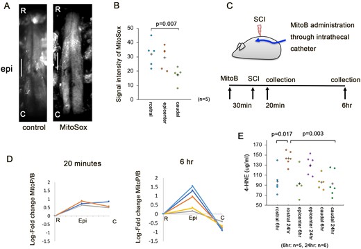 Rostral oxidative stress in early SCI. (A) Left, control view; right, representative view with MitoSox. Scale bar = 2 mm. (B) Signal intensity of MitoSox in the rostral, epicentre, and caudal segments at 6 h after decompression. (C) A schematic illustration of the administration of MitoB. The intrathecal catheter was inserted into the subarachnoid space at the fifth lumbar vertebra. At 30 min after the injection of MitoB from the catheter, SCI was induced. The spinal cord was dissected into rostral, epicentre, and caudal segments. (D) The log-fold change in the MitoP/MitoB ratio in the rostral, epicentre, and caudal segments at 20 min (n = 3) and 6 h (n = 5) after SCI. Hydrogen peroxide levels was then assessed by determination of the MitoP/MitoB ratio using LC–MS/MS (LC-MS8040, Shimadzu Corporation). (E) The 4-HNE level was quantified in the rostral, epicentre, and caudal segments in the 15-s group at 6 h (n = 5) and 24 h after decompression (n = 6). Data were analysed using the Kruskal–Wallis test along with Dunn’s post-test. Plus marks represent the mean.