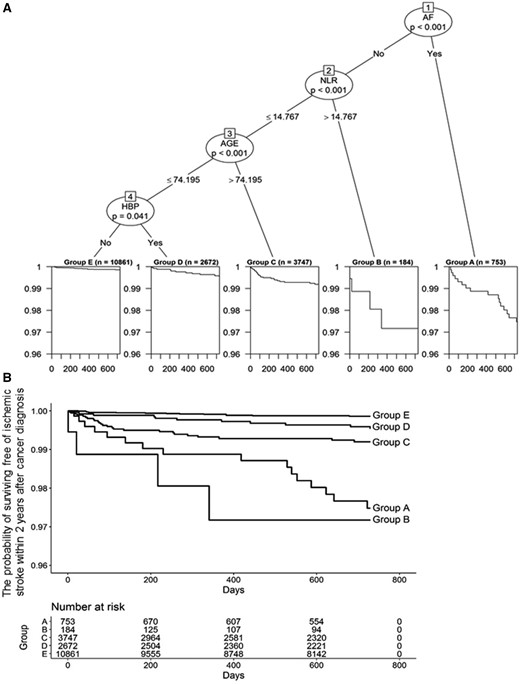 Patients with Af and with high NLR had higher cumulative rates of ischaemic stroke than other subgroups. Five prognosis groups identified by the survival tree technique with the log-rank tests (A) and Kaplan–Meier plots (B). AF, atrial fibrillation; NLR, neutrophil-to-lymphocyte ratio; HBP, hypertension.