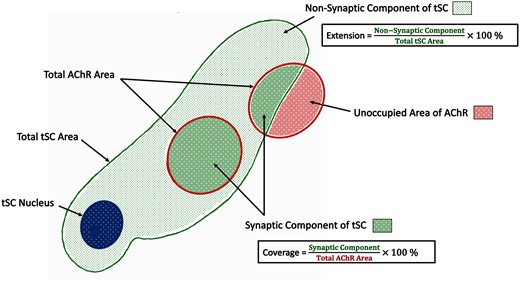 Morphometric analysis of terminal Schwann cells. Schematic diagram. In addition to basic measurements of area and perimeter, several ‘markers of congruence’ were also defined. The total area of the terminal Schwann cell was sub-divided into a ‘synaptic component’ (directly overlying the AChRs) and a ‘non-synaptic component’ (extending beyond the AChRs). These measurements were then used to derive the percentage ‘extension’ of the terminal Schwann cells (beyond the AChRs) and the percentage ‘coverage’ of the AChRs (by the terminal Schwann cells). See also Table 1.