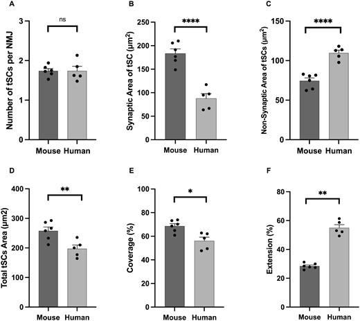 Species-specific differences in terminal Schwann cell morphology. Comparative analysis revealed characteristic differences in overall tSC morphology. Although the number of tSCs (per NMJ) was similar in both species (A), human tSCs were significantly smaller than those of mice (D). Characteristic differences were also noted in the spatial relationship between tSC and motor endplate (‘markers of congruence’ – B, C, E, F), with human tSCs having less ‘coverage’ of the AChRs (∼50% human cf. ∼70% mouse; panel E) but greater ‘extension’ beyond them (∼60% human cf. ∼30% mouse; panel F). Bar charts are mean ± SEM; each data point represents an individual muscle (human PB; N = 5, mouse PB; N = 6; a minimum of 17 NMJs per muscle; in total n = 126 mouse NMJs; n = 151 human NMJs). Unpaired t-test for parametric variables; Mann–Whitney test for non-parametric variables. *P ≤ 0.05, **P ≤ 0.01, ****P ≤ 0.0001.