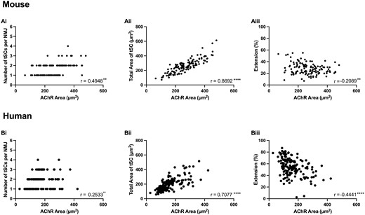 Relationship between NMJ size and terminal Schwann cell morphology. Correlation analyses from both mouse (upper panels) and human (lower panels) NMJs. A significant, albeit modest, correlation was observed between NMJ size (AChR area) and tSC number in both mice (Ai) and humans (Bi). However, a stronger correlation was present between NMJ size and tSC area in both species (Aii and Bii). Also, an increase in AChR area was associated with a reduction in tSCs cytoplasmic extension (Aiii and Biii). Each data point represents a single NMJ and its tSCs (n = 126 mouse NMJs; n = 151 human NMJs). Pearson and Spearman correlation coefficients (r) for parametric and non-parametric variables, respectively. **P ≤ 0.01; ****P ≤ 0.0001.