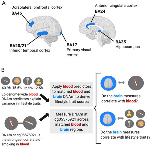 The application of blood-derived epigenetic predictors of four lifestyle traits to matched blood and brain DNA methylation samples in 14 individuals. (A) The five brain regions examined in 14 individuals with matched DNAm across brain regions and the last blood sample taken prior to death. (B) Epigenetic predictors of HDL, BMI, alcohol and smoking generated in 5087 out-of-sample individuals (McCartney et al.22) were applied to matched genome-wide blood and brain DNAm. The cg05575921 site in the AHRR gene locus was also measured across matched blood and brain samples. Analyses investigated the correlation between blood and brain measures and the correlation between the measures and respective lifestyle trait phenotypes relevant in each case. Figure created with BioRender.com.