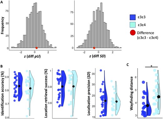 Precision memory and spatial navigation performance by APOE genotype. (A) Distribution of standardized group differences derived from 1000 permutations where n = 26 subjects were randomly assigned to one sample and n = 20 subjects to another (to match the actual group sizes in our sample). Retrieval success and precision were obtained using mixture modelling on all trials across subjects for the ε3ε3 and the ε3ε4 group, respectively. The red dots represent the standardized true differences in model metrics calculated by subtracting the scores of the ε3ε4 from those of the ε3ε3 group (for guessing, pU: z = 0.31; for precision, SD: z = −0.5). (B) Mean ± standard deviation of identification accuracy, retrieval success and precision for each APOE group. Retrieval success refers to the proportion of trials falling within 63° of the target object. Precision reflects the standard deviation in response-to-target distance for all trials within 63° of the target object. The APOE effect on memory scores and spatial navigation is assessed using general linear models and Bayesian analysis. (C) Mean ± standard deviation of wayfinding distance in the Sea Hero Quest game (Coughlan et al., 2019). *P < 0.05
