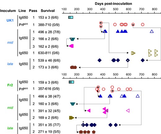 Bioassay of PrP0/0-derived MM1-sCJD prions in human PrP mice. Intracerebral inoculation of 2 different cases of MM1-sCJD (UK1, Fr2) to human PrP mice (tg650 line; blue square) and PrP0/0 mice (red circle) and back passage of mid and late PrP0/0 brains to human PrP mice (other symbols). Each symbol represents an individual mouse. Closed symbols represent diseased, PrPres-positive mice and open symbols represent asymptomatic, PrPres-negative mice. The mid and late mouse brains used for retransmission and further iterative passage in tg650 mice are indicated by the arrow. Survival is expressed as mean ± SEM days; in parenthesis number of diseased, PrPres-positive mice/number of inoculated mice. For PrP0/0 mice or non-responder groups of tg650 mice, the range of survival time is given. * indicates mouse with lower PrPres content, as further confirmed by a delayed second passage compared to the others.