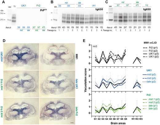 T1 prion phenotype re-emerges from PrP0/0-derived MM1-sCJD prions. (A) Western blot showing the absence of PrPres in mid and late brains from PrP0/0 mice inoculated with UK1 and Fr2 MM1-sCJD cases and euthanized healthy at the indicated days post-inoculation (pi). T1 PrPres is shown on the left of the gel as positive control. (B and C) Electrophoretic pattern of PrPres in the brains of tg650 mice euthanized at end life or disease terminal stage (at the indicated days) on primary or serial passage of mid and late PrP0/0 brains from UK1 (B) and Fr2 (C). As control, the electrophoretic patterns found on direct, serial passaging of UK1 and Fr2 in tg650 mice are shown (right panel of the gels). The passage number (no.) is indicated. Immunoblots were probed with Sha31 anti-PrP monoclonal antibody. MM = molecular mass markers. The original, uncropped gels are shown in Supplementary Fig. 1. (D) Histoblot analyses of PrPres neuroanatomical distribution in tg650 mice challenged with mid and late PrP0/0 brains from UK1 and Fr2 as compared to direct inoculation of UK1MM1-sCJD (MM1). Representative histoblots are shown at the level of the hippocampus/thalamus where the neuroanatomical MM1-sCJD signature is the most specific (see Supplementary Fig. 2 for the histoblots in four standard antero-posterior sections). Histoblots were probed with 3F4 anti-PrP monoclonal antibody. Scale bar, 1 mm. (E) Standard vacuolar lesion profiles in the brains of tg650 mice inoculated with mid and late PrP0/0 brains from UK1 and Fr2 as compared to direct inoculation of UK1 and Fr2 MM1-sCJD. Analyses were performed after two or three iterative passages (p, as indicated) on three to five brains. The vacuolation intensity was scored as means ± SEM in standard grey (G1–G9) and white (W1–W3) matter areas. G1: Dorsal medulla; G2: Cerebellar cortex; G3: Superior colliculus; G4: Hypothalamus; G5: Medial thalamus; G6: Hippocampus; G7: Septum; G8: Medial cerebral cortex at the level of the thalamus; G9: Medial cerebral cortex at the level of the septum; W1: Cerebellar white matter; W2: White matter of the mesencephalic tegmentum; and W3: Pyramidal tract.