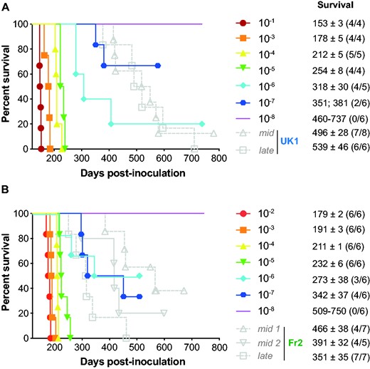End-point titration of MM1-sCJD prions in human PrP tg650 mice. End-point titration of UK1 brain extract (A) or tg650-passaged UK1 (1 passage, (B)). Ten-fold dilutions, ranging from 10−1 to 10−8, as indicated, were intracerebrally inoculated to reporter tg650 mice. The 10−1 dilution corresponds to the inoculation of 20 µl 10% (w/v) per mice. Kaplan–Meier curves plot the percentage of mice without prion disease (survival) against the incubation time (days post-inoculation). The different colours and symbols describe the dilutions inoculated. For comparison, grey symbols/dash lines refer to tg650 mice inoculated with mid and late brains from PrP0/0 mice inoculated with UK1 (A) and Fr2 (B). Survival is expressed as mean ± SEM days; in parenthesis number of diseased, PrPres-positive mice/number of inoculated mice. For non-responder groups of tg650 mice, the range of survival time is given.