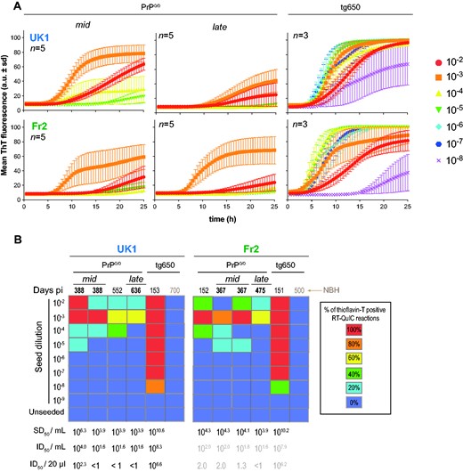 Seeding activity of PrP0/0-derived MM1-sCJD prions. (A) Representative RT-QuIC reactions obtained by mixing human recombinant PrP with dilutions of brain homogenates from mid and late PrP0/0 mice and tg650 mice challenged with UK1 and Fr2 MM1-sCJD prions. Each sample was serially diluted down to the 10−8 dilution. Each trace is the fitted curve plotting the mean ± sd ThT fluorescence intensity over time (recorded every 30 min) from 3 to 5 replicate wells, as indicated. The individual curves are shown as Supplementary Fig. 5. (B) Summary of the RT-QuIC experiments. Colour scale in the boxes indicates the % of positive RT-QuIC reactions out of the total number of reactions analysed, as indicated. For each brain tested, the average Spearman–Kärber estimates of the SD50/ml of 10% (w/v) brain homogenate are indicated, as well as the extrapolated ID50/ml and per inoculated mouse (20 µl), as inferred from Table 1. For Fr2, extrapolation is presented as grey values, as no direct measure of the ID50 was available. NBH = Normal brain homogenate.