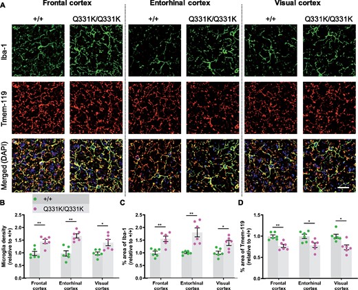 Global microglial activation in the TDP-43Q331K/Q331K mutant mouse brain. (A) Immunohistochemistry showing microglia marker Iba-1 (green), Tmem119 (red) and DAPI (blue) in indicated regions of 7-month-old +/+ and Q331K/Q331K mouse brains. Scale bar, 20 μm. (B) Quantification of microglia density based on Iba-1 and DAPI immunoreactivity in given brain regions. Comparisons between +/+ and Q331K/Q331K as follows: frontal cortex, ** P = 0.0028; entorhinal cortex, ** P = 0.0012; visual cortex, * P = 0.0113. (C) Quantification of percentage area of Iba-1 in given brain regions. Comparisons between +/+ and Q331K/Q331K: frontal cortex, ** P = 0.0043; entorhinal cortex, ** P = 0.0035; visual cortex, * P = 0.0107. (D) Quantification of percentage area of Tmem119 in given brain regions. Comparisons between +/+ and Q331K/Q331K: frontal cortex, ** P = 0.0039; entorhinal cortex, * P = 0.0174; visual cortex, * P = 0.0122. (B–D) Each dot represents one mouse. P-values were calculated with multiple t-tests adjusted by Holm–Sidak correction. Error bars represent mean ± SEM.