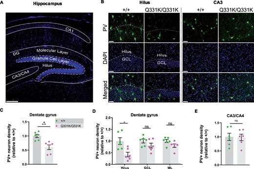 Paucity of PV+ neurons in hippocampi of P14 TDP-43Q331K/Q331K mice. (A) Low magnification DAPI-stained overview of mouse P14 hippocampal regions. Scale bar, 200 μm. (B) PV+ interneurons shown in given regions of the hippocampus in P14 +/+ and Q331K/Q331K mice. Scale bar, 50 μm. (C) Quantification of PV+ interneuron density in dentate gyrus (DG) comparing +/+ to Q331K/Q331K mice: * P = 0.0142. (D) Of regions within DG, quantification of PV+ interneuron density in hilus comparing +/+ to Q331K/Q331K mice: * P = 0.0315; granule cell layer (GCL): ns P = 0.3133 and molecular layer (ML): ns P = 0.1957. (E) Quantification of PV+ interneuron density in C3 area: ns P = 0.9061. (C, D) Each dot represents one mouse. P values were calculated with multiple t-tests adjusted by Holm–Sidak correction. Error bars represent mean ± SEM.