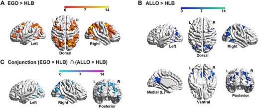 Neural correlates underlying the allocentric and egocentric reference frame. (A) Compared with the HLB task, the egocentric task activated an extensive bilateral occipital–parietal–frontal brain network. (B) Compared with the HLB task, the allocentric task activated both the bilateral ITG and the right hippocampus and the bilateral posterior dorsal occipital–parietal–frontal regions. (C) The conjunction analysis revealed the joint involvement of the classical DAN in both spatial tasks.