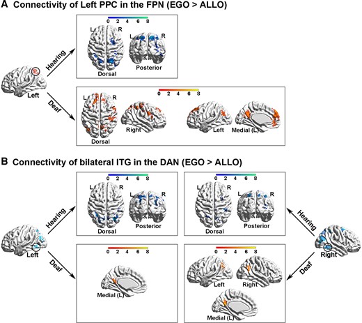 PPI analysis on seed regions in the task-positive neural networks in the FPN and the DAN. (A) PPI results with the left PPC in the FPN as the seed region. Top panel: in the hearing group, the left PPC showed significantly increased functional connectivity in the other task-critical occipital–parietal–frontal regions, specifically during the egocentric task, compared with the allocentric task. Bottom panel: in the deaf group, the left PPC showed significantly increased connectivity not only with the task-critical frontoparietal regions but also with the DMN subregions. (B) PPI results with the bilateral ITG in the DAN as the seed regions. Top panel: in the hearing group, both seed regions in the bilateral ITG showed significantly increased connectivity with the task-critical frontoparietal regions, specifically during the egocentric task, compared with the allocentric task. Bottom panel: in the deaf group, the bilateral ITG showed significantly increased connectivity with the DMN subregions.