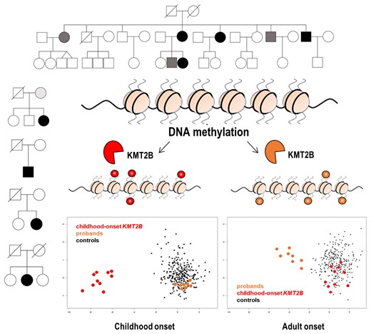 Graphical abstract