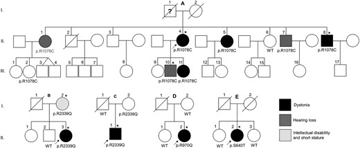 Family pedigrees and KMT2B variants segregation. Families of the probands A.II.4, B.II.3, C.II.1, D.II.2 and E.II.1. Black, dark grey and light grey fillings indicate affected status by dystonia, hearing loss and short stature/intellectual disability, respectively. Asterisks indicate the subjects that underwent DNAm array analysis.
