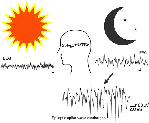 Graphical abstract
