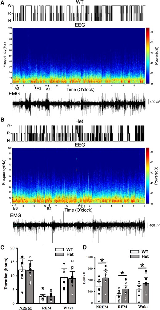 NREM/REM sleep/wake states, power spectrograms of EEG activity and simultaneous EMG from mouse polysomnography for one wt littermate and one het Gabrg2+/Q390X KI. Top panels in A/B show sleep NREM (N)/REM (R) and wake (w) states in one wt littermate and one het Gabrg2+/Q390X KI mouse from 7:00am to 7:00pm (12 h shown, from continuous 24 h recordings). Middle panels in A/B show the multi-tape power spectrograms of continuous EEG activity of the wt littermate and het KI mouse. Original EEG/EMG for wake, REM, and NREM sleep episodes (each 30 s long) are indicated as A1/B1, A2/B2 (very short), and A3/B3 here and are shown in Fig. 2A/B. Lower panels in A/B show simultaneous EMG activity for these EEG recordings to show mouse motor activity. Scale bars are indicated as labelled. Panels C shows summary duration data for NREM/REM sleep and wake period (continuous 24 h recordings) for wt n = 9 (male 1, female 8) and het n = 12 (male 6, female 6) mice. Panels D shows summary data of sleep NREM/REM and wake bouts. * indicates t-test significance with P < 0.05 by using t-test between wt and het KI (wt 9, male 1, female 8 and het 12, male 6, female 6) mice.