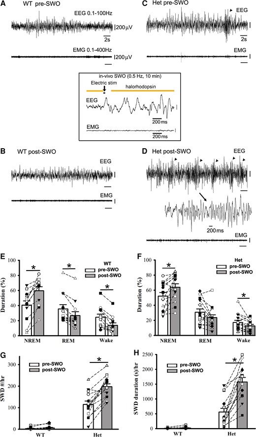 Optogenetically induced SWOs in vivo increase NREM sleep duration and trigger more epileptic SWDs in het Gabrg2+/Q390X KI mice. Panels A/B show representative pre-SWO and post-SWO EEG/EMG traces (30 s) in one wt littermate. Panels C/D show representative pre-SWO and post-SWO EEG/EMG traces (30 s) in one het KI mouse. Inset is one representative SWO in vivo (2 s episode, total 10 min) with optogenetic activation of NpHR channels. SWDs are indicated as arrowheads and one SWD is expanded with a smaller temporal scale in panel D. All scale bars are labelled as indicated. Panels E/F show summary duration data of pre-SWO and post-SWO NREM/REM/wake period from wt littermates (n = 12, male 6, female 6) and het KI (n = 14, male 7, female 7) mice (total NREM/REM/wake duration are converted as 100% for prior SWO or post-SWO period). Panels G/H show summary SWD incidence data for wt littermates (n = 14, male 7, female 7) and het KI mice (n = 14, male 7, female 7). * indicates paired t-test significance with P < 0.05 between pre-SWO and post-SWO.