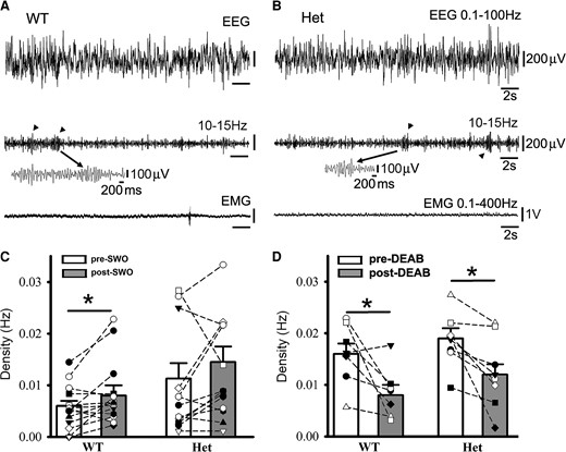 Sleep spindles in wt littermates and het Gabrg2+/Q390X KI mice following SWO induction in vivo or DEAB injection i.p. Panels A/B show representative pre-DEAB original simultaneous EEG/EMG traces (30 s long) during NREM sleep period and sleep spindles (10–15 Hz) detected (arrowheads in the middle panels) for one wt littermate (A) and one het KI mouse (B). Individual spindle events below are expanded in smaller temporal scales. Panels C/D show summary data for sleep spindles following SWO induction in vivo (panel C, wt n = 14, male 7, female 7; het n = 15, male 7, female 8 mice) or DEAB injection (panel D, wt n = 7, male 5, female 2; het n = 8, male 2, female 6 mice). All scale bars are labelled as indicated. * indicates paired t-test significance with P < 0.05.