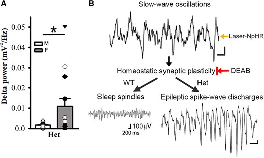 Female het Gabrg2+/Q390X KI mice exhibit larger delta-frequency power during NREM sleep than male het Gabrg2+/Q390X KI mice and the diagram for seizure onset in het Gabrg2+/Q390X KI mice. Panels A shows summary data of the power of delta-frequency (0.1–4 Hz) EEG activity during NREM sleep period for male (M, blank) and female (F, filled) het KI mice (n = 13 each). * indicates t-test significance with P < 0.05. Panels B shows the mechanism/pathway diagram in the study. All scale bars are labelled as with the same scale indicated. The black arrows in the diagram indicate the sequential pathways for epileptic SWD onset. The Laser-NpHR arrow indicates the laser-activated NpHR to generate SWOs in vivo, and the DEAB arrow with a vertical bar indicates the DEAB suppression of homeostatic synaptic plasticity in vivo.