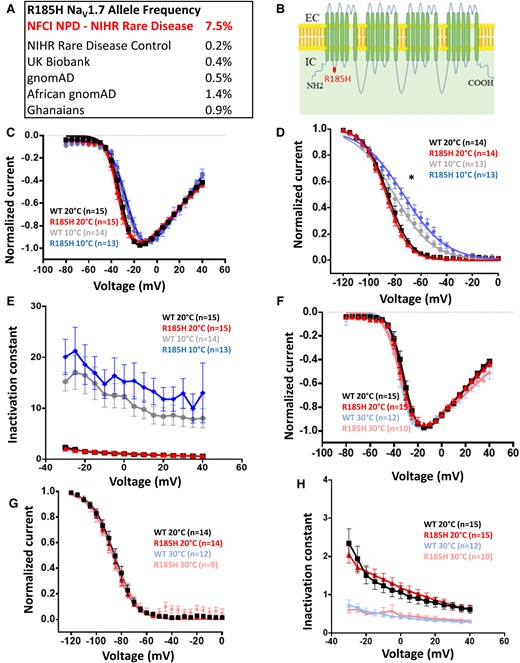 Description and biophysical characterization of NaV1.7 channel p.Arg185His variant, which shows gain of function only at lower temperatures. (A) p.Arg185His is more common in non-freezing cold injury than control populations. (B) Schematic of NaV1.7 channel topology. R185H is represented with a red dot. (C) Normalized peak current–voltage relationship curves for the WT at 20°C (black squares, V1/2 = −30.7 ± 1.3, k = 4.9 ± 0.4, n = 15), WT at 10°C (grey dots, V1/2 = −26.5 ± 2, k = 6.6 ± 0.6, n = 14), R185H at 20°C (red triangles, V1/2 = −31.7 ± 1.7, k = 5 ± 0.5, n = 15), R185H at 10°C (blue diamonds, V1/2 = −23.8 ± 1.8, k = 6.7 ± 0.5, n = 13). R185H was not significantly different when compared with WT (P > 0.05, two-way ANOVA with Sidak’s multiple comparison test, temperature and genotype are categorical variables). Currents elicited from a holding potential of −100 mV to different test pulse potentials (50 ms) ranging from −80 to 40 mV in 5 mV increments. A holding potential of −100 mV and an intersweep interval of 10 s was used for all the protocols. (D) Steady-state fast inactivation curves for the WT at 20°C (black squares, V1/2= −85.8 ± 1.8, k = 7.5 ± 0.6, n = 14), WT at 10°C (grey dots, V1/2 = −80 ± 1.8, k = 13.7 ± 0.6, n = 13), R185H at 20°C (red triangles, V1/2= −86.9 ± 1.5, k = 7.6 ± 0.3, n = 14), R185H at 10°C (blue diamonds, V1/2= −73.1 ± 2.4, k = 14.7 ± 0.6, n = 13). R185H significantly different when compared with WT at 10°C (P < 0.05, two-way ANOVA with Sidak’s multiple comparison test, temperature and genotype are categorical variables). Currents elicited with test pulses to −10 mV following 500 ms inactivating prepulses. (E) Open-state fast inactivation kinetics for the WT at 20°C (black squares, n = 15), WT at 10°C (grey dots, n = 14), R185H at 20°C (red triangles, n = 15), R185H at 10°C (blue diamonds, n = 13). (F) Normalized peak current–voltage relationship curves for the WT at 20°C (black squares, V1/2 = −30.7 ± 1.3, k = 4.9 ± 0.4, n = 15), WT at 30°C (light blue stars, V1/2 = −34 ± 1, k = 5.2 ± 2.8, n = 12), R185H at 20°C (red triangles, V1/2 = −31.7 ± 1.7, k = 5 ± 0.5, n = 15), R185H at 30°C (pink asterisks, V1/2 = −33.6 ± 2, k = 4.8 ± 0.5, n = 10). Currents elicited from a holding potential of −100 mV to different test pulse potentials (50 ms) ranging from −80 to 40 mV in 5 mV increments. (G) Steady-state fast inactivation curves for the WT at 20°C (black squares, V1/2 = −85.8 ± 1.8, k = 7.5 ± 0.6, n = 14), WT at 30°C (light blue stars, V1/2 = −86.3 ± 2.1, k = 7.5 ± 0.3, n = 12), R185H at 20°C (red triangles, V1/2 = −86.9 ± 1.5, k = 7.6 ± 0.3, n = 14), R185H at 30°C (pink asterisks, V1/2 = −85.9 ± 2.4, k = 9 ± 1.5, n = 9). Currents elicited with test pulses to −10 mV following 500 ms inactivating prepulses. (H) Open-state fast inactivation kinetics for WT at 20°C (black squares, n = 15), WT at 30°C (light blue stars, n = 12), p.Arg185His at 20°C (red triangles, n = 15), R185H at 30°C (pink asterisks, n = 10). NFCI, non-freezing cold injury; NPD, neuropathic pain disorders; WT, wild type. Data are presented as mean ± SEM. Statistical analysis for group comparisons—two-way ANOVA with Sidak’s multiple comparison test (*statistically significant differences, P < 0.05).