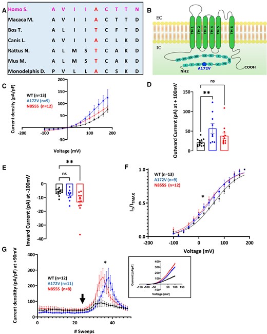 Description and biophysical characterization of hTRPA1 p.Ala172Val variant, which shows gain of function in response to AITC. (A) p.Ala172Val variant: Alanine is substituted with a valine in the fourth ankyrin repeat domain of the channel. The residue is moderately conserved across different mammalian species. (B) Schematic of TRPA1 channel topology. p.Ala172Val variant is represented with a blue dot. Voltage-dependence activation of hTRPA1 p.Ala172Val and p.Asn855Ser was measured in response to AITC. Current–voltage curves were measured with a two-voltage-step protocol (voltage ramps ranging from −100 to + 100 mV for 500 ms, every 5 s). Holding potential was set at −70 mV. Application of 25 µM of AITC shows enhanced activity of p.Ala172Val variant in response to 25 μM AITC in the presence of extracellular calcium alone (C–G). (C) Current density, assessed using a two-voltage-step protocol, was significantly different between WT and variant channels as quantified in (D) and (E). (D) Outward currents (+100 mV, WT = 21.12 ± 2.46 pA/pF, p.Arg185His = 56.92 ± 12.52 pA/pF, p.Asn855Ser = 38.12 ± 10.77 pA/pF) were significantly increased for p.Ala172Val (P < 0.005). (E) Inward currents (−100 mV, WT = −6.12 ± 0.63 pA/pF, p.Arg185His = −8.48 ± 1.37 pA/pF, p.Asn855Ser = −13.48 ± 2.40 pA/pF) were significantly increased for p.N885S (P < 0.005). (F) Tail current analysis showed a significant shift in half-maximal activation potential for both p.Ala172Val (n = 9, V1/2 = 35.55 ± 5.45 mV, and p.Asn855Ser, V1/2 = 37.03 ± 8.28 mV, n = 12, when compared with WT n = 13, V1/2 = 59.16 ± 5.25 mV; P < 0.05). Slopes of the voltage-activationcurve (i.e. voltage sensitivity) (k = 49.38 ± 2.03 mV WT, k = 43.29 ± 2.63 mV A172V, k = 45.20 ± 2.36 mV; P = 0.18) were not significantly different. (G) Current–voltage relationships were tested with a voltage-ramp protocol in which voltage changes at a steady rate and the resulting current is recorded. After administration of 25μM (arrow) averaged currents from voltage ramps were extrapolated and at +90 mV showed a 3-fold increase in current densities at positive potentials after the application of 25 µM AITC (WT = 85.13 ± 23.30 mV, p.Ala172Val = 250.4 ± 62.39 mV, p.Asn855Ser = 256.1 ± 54.90 mV; P < 0.05). Insert shows example tracing. WT, wild type. Data are presented as mean ± SEM. Statistical analysis for group comparisons—one-way ANOVA with Sidak’s multiple comparison test (*statistically significant differences, P < 0.05).