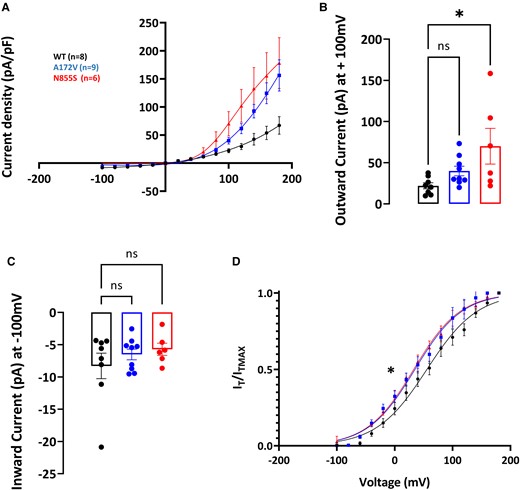 hTRPA1p.Ala172Val variant shows enhanced activity after the application of 100 µm of menthol in the presence of intracellular and extracellular calcium. Current–voltage curves were measured with a two-voltage-step protocol (voltage ramps ranging from −100 to + 100 mV for 500 ms, every 5 s; holding potential was set at −70 mV). (A) Current density, assessed using a two-voltage-step protocol, in WT and variant channels were significantly different as quantified in (D) and (E). (B) Outward currents were enhanced for both p.Ala172Val and p.Asn855Ser (+100 mV, WT = 21.96 ± 3.64 mV, p.Ala172Val = 39.94 ± 5.80 mV, and p.Asn855Ser = 70.07 ± 21.71 mV; P < 0.05). (C) Inward currents were not statistically different (−100 mV, WT = −8.29 ± 1.97 mV, −6.52 ± 0.83 mV p.Ala712Val, and p.Asn855Ser = −5.72 ± 0.94 mV; P = 0.58, and P = 0.40, respectively). (D) Half-maximal activation potential was significantly shifted leftward for p.Ala172Val and p.Asn855Ser (V1/2, WT = 61.83 ± 7.37 mV n = 8, p.Ala172Val = 36.41 ± 7.58 mV n = 9, p.Asn855Ser = 33.60 ± 6.67 mV n = 6). Voltage sensitivity was significantly altered (slope factor k = 41.51 ± 2.33 mV WT; 40.21 ± 2.98 mV p.Arg185His; 39.32 ± 3.03 mV p.Asn855Ser; P < 0.05). WT, wild type. Data are presented as mean ± SEM. Statistical analysis for group comparisons—one-way ANOVA with Sidak’s multiple comparison test (*statistically significant differences, P < 0.05).