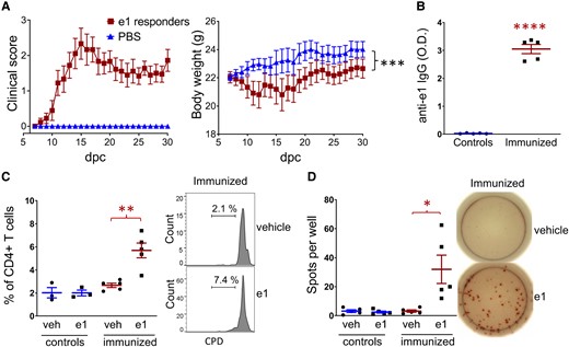 Immunization with Kir4.1 e1 peptide promotes EAE after BBB challenge. (A) Clinical score of typical/atypical EAE that developed in nine of 23 female e1(aa 83–120)-immunized mice after CFA/PTX challenge and corresponding body weight as compared to 13 PBS control female mice. Repeated measured ANOVA (group effect, F = 125.3, P < 0.0001; Dunnet’s post hoc analysis, overall difference between the nine e1-responders and PBS control mice: ***, P < 0.001. dpc, day post-challenge. (B) Representative serum anti-e1 IgG levels (mice used for the splenocyte assays, n = 5/group). Unpaired t-test with Welch’s correction: ****, P < 0.0001 (t = 18.35, df = 4.012). (C) CD4+ T-cell proliferation assay from splenocytes of three controls or five e1-immunized mice and representative flow-cytometry histograms showing the increased percentage of proliferating CD4+ T cells after in vitro stimulation with e1 peptide versus vehicle (veh) from five e1-immunized mice. Paired t-test: **, P < 0.01 (t = 4.889, df = 4). Peptide stimulation was ineffective in control mice (n = 3). CPD, cell proliferation dye. (D) IFN-γ assay and representative ELISPOT images showing the increased number of IFN-γ producing cells per well after in vitro stimulation with e1 peptide from five e1-immunized mice. Paired t-test: *, P < 0.05 (t = 3,131, df = 4). Peptide stimulation was ineffective in control mice (n = 5).