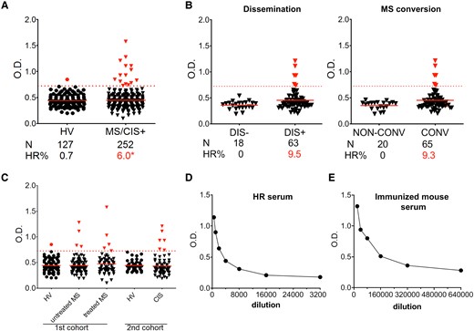High Kir4.1 anti-e1 IgG reactivity in a subset of multiple sclerosis/CIS patients. According to the new criteria,40 we examined whether CIS patients were presenting lesion dissemination in space at time of blood sampling (group DIS+) or not (group DIS-), or whether they developed a second clinical attack within 6 months (multiple sclerosis conversion, CONV group) or not (non-CONV group). Information for dissemination was not available for four patients. The CIS patients that were DIS + and/or CONV (CIS + group, n = 73), representing a first episode of multiple sclerosis (MS), were added to the first multiple sclerosis cohort to calculate the % of HR patients in multiple sclerosis. (A) Comparison of anti-e1 IgG reactivity in sera from multiple sclerosis/CIS + patients versus healthy volunteers (HV). Dashed red line, threshold level corresponding to the HV mean value plus 2.5 SD. Red points/triangles, values above threshold. Red full lines, mean values. One-sided Fisher’s exact test: *, P = 0.015. (B) Distribution of HR patients according to the CIS subgroup category. (C) Distribution of anti-e1 IgG levels among the different healthy volunteers, multiple sclerosis or CIS groups used in this study. (D–E) Anti-e1 IgG ELISA detection using serial dilutions with a pool of three HR sera (D) or with a pool of serum from 8 weeks e1-immunized mice (E) processed simultaneously.
