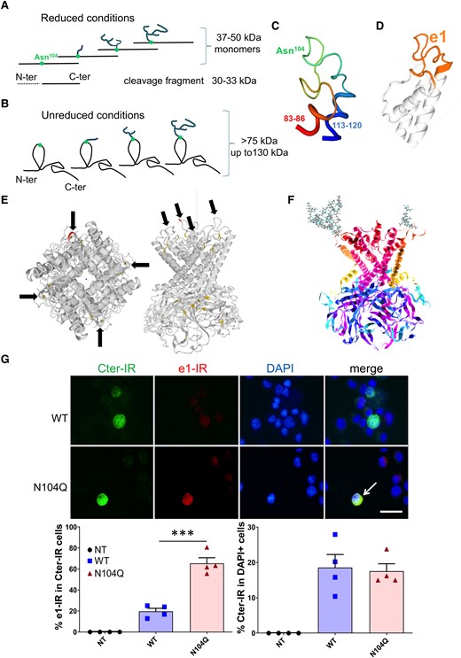 Recognition of e1 sequence in relation to the 3D structure, N104 glycosylation and antibody accessibility. (A–F) Schematic representation of CNS Kir4.1 forms with different glycosylation chains attached to the Asn104 and Kir4.1 3D model structure. (A) Under SDS-PAGE with reduced conditions, major Kir4.1 monomers were detected in the CNS between 37 and 50 kDa. A Cter fragment may be evidenced in diseased brain or after harsh extraction procedures or prolonged PNGase digestion. (B) Under non-reduced conditions, aglycosylated and e1-glycosylated Kir4.4 monomers migrate above 75 kDa, up to 130 kDa. (C) 3D modelization of e1 domain (amino acids 83–120) showing e1 loop (amino acids 87–114) maintained by hydrophobic amino acids 83–86 and 113–120 belonging to the transmembrane helices, and Asn104 exposed at the extracellular surface. Cartoon representations were obtained from the Swiss-Model 3D structure.44(D) e1 loop with the neighbouring transmembrane helices. (E) Localization of Asn104-containing e1 domain in Kir4.1 tetramer in two different plans, showing that the aglycosylated e1 sequence is well accessible to suspected anti-e1 autoantibodies. (F) Predicted Kir4.1 tetramer 3D structure with one complex glycan attached to one Asn104 (left subunit) and one simple glycan attached to another Asn104 (right subunit); obtained with GlyProt and Raster3D bioinformatic tools. (G) Upper panels: anti-Cter immunoreactivity (IR) versus anti-e1 IR obtained with anti-e1 serum and corresponding DAPI stains in wild-type Kir4.1 transfected cells (WT) versus N104Q Kir4.1 transfected cells. The arrow points to a cell highly labelled both with anti-Cter and anti-e1. Scale bar, 25 µm. Lower panels: quantification of the proportion of double-labelled cells (left) and proportion of transfected cells revealed by the anti-Cter in WT and N104Q transfected versus non-transfected (NT) cells. Two-tailed unpaired t-test: ***, P < 0.001 (n = 4 independent wells/group; t = 7.466, df = 6).