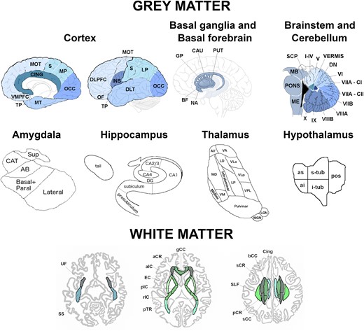 Regions of interest used in the grey and white matter analyses. Abbreviations. Cortex: VMPFC, ventromedial prefrontal; TP, temporal pole; MT, medial temporal; CING, cingulate; MOT, motor; S, sensory; MP, medial parietal; OCC, occipital; DLPFC, dorsolateral prefrontal; OF, orbitofrontal; INS, insula; DLT, dorsolateral temporal; LP, lateral parietal. Basal ganglia and basal forebrain: GP, pallidum; CAU, caudate; PUT, putamen; BF, basal forebrain; NA, nucleus accumbens. Brainstem and cerebellum: SCP, superior cerebellar peduncle; MB, midbrain; ME, medulla; VIIA-CI lobule, VIIA-Crus I; VIIA-CII lobule, VIIA-Crus II; DN, deep nuclei. Amygdala: CAT, cortico-amygdaloid transition area; Sup, superficial nuclei; AB, accessory basal nucleus. Hippocampus: DG, dentate gyrus; CA, cornu ammonis. Thalamus: AV, anteroventral; VA, ventral anterior; LD, laterodorsal; VLa, ventral lateral anterior; MD, mediodorsal; LP, lateral posterior; VLp, ventral lateral posterior; VPL, ventral posterolateral; VM, ventromedial; LGN, lateral geniculate nucleus; MGN, medial geniculate nucleus. Hypothalamus: as, anterior superior; ai, anterior inferior; s-tub, superior tuberal; i-tub, inferior tuberal; pos, posterior. White matter tracts: UF, uncinate fasciculus; SLF, superior longitudinal fasciculus; Cing, cingulum; SS, sagittal stratum; pTR, posterior thalamic radiation; aCR, anterior corona radiata; pCR, posterior corona radiata; sCR, superior corona radiata; EC, external capsule; aIC, anterior part of the internal capsule; pIC, posterior part of the internal capsule; rIC, retrolenticular part of the internal capsule; gCC, genu of the corpus callosum; bCC, body of the corpus callosum; sCC, splenium of the corpus callosum.