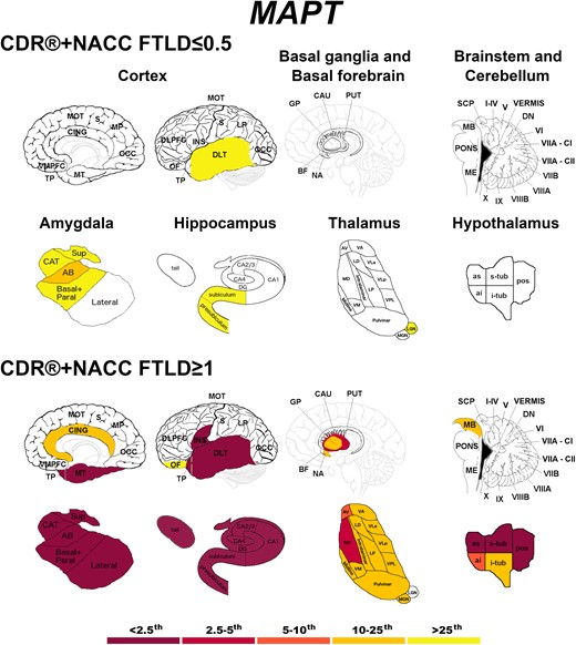 Pattern of grey matter involvement in MAPT for the stages defined by CDR®+NACC FTLD global scores. The color map indicates the percentile corresponding to the mean w-scores in each group (MAPT ≤0.5/≥1: n = 52/15), when these were statistically abnormal (i.e. significantly different from 0, t-test) when compared to controls (n = 240).