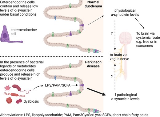 Graphical Abstract