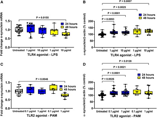 Effect of TLR agonists on α-synuclein expression in STC-1 cells. LPS and PAM treatment of STC-1 cells decreased the level of α-synuclein mRNA after 48 h but increased the level of intracellular α-synuclein protein. SCFA had opposing effects on α-synuclein mRNA and protein. (A) After 48 hours 10 μg/ml LPS caused a significant reduction in α-synuclein mRNA. (B) Treatment for 24 and 48 h with LPS caused a significant increase in intracellular α-synuclein (C) After 48 hours 1 μg/ml PAM caused a significant reduction in α-synuclein mRNA. (D) Treatment for 24 and 48 h with PAM caused a significant increase in intracellular α-synuclein. Data are presented as box (25th and 75th percentiles) and whisker (5th and 95th percentiles), median (line) and mean (+) with all data points shown. For qPCR, each data point represents triplicate or duplicate analysis of total RNA extracted from a well of a 12-well cell culture plate expressed as fold change of α-synuclein mRNA compared with untreated cells normalized to β-actin using the 2−ΔΔCT method. For western blot, each data point represents protein extracted from a well of a 12-well cell culture plate expressed as relative levels of α-synuclein in comparison with untreated cells normalized to β-actin. Data were analysed by one-way ANOVA and post hoc Dunnett’s or Dunn’s multiple comparison test.