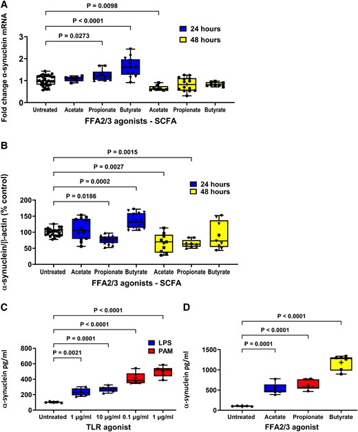 Effect of FFA2/3 agonists on α-synuclein expression and TLR and FFA2/3 agonists on α-synuclein release from STC-1 cells. (A) After 24 hours 2 mM butyrate and 4 mM propionate increased α-synuclein mRNA and 4 mM acetate reduced α-synuclein mRNA after 48 h. (B) After 24 h 2 mM butyrate increased intracellular α-synuclein, whereas 4 mM propionate decreased intracellular α-synuclein. After 48 h, 4 mM acetate and 4 mM propionate caused a reduction in intracellular α-synuclein. TLR (C) and FFA2/3 (D) agonists increased release of α-synuclein from STC-1 cells. Data are presented as box (25th and 75th percentiles) and whisker (5th and 95th percentiles), median (line) and mean (+) with all data points shown. For qPCR, each data point represents triplicate or duplicate analysis of total RNA extracted from a well of a 12-well cell culture plate expressed as fold change of α-synuclein mRNA compared with untreated cells normalized to β-actin using the 2−ΔΔCT method. For western blot, each data point represents protein extracted from a well of a 12-well cell culture plate expressed as relative levels of α-synuclein in comparison with untreated cells normalized to β-actin. For ELISA, each data represents an aliquot of medium taken from a well of a 12-well cell culture plate expressed as fold change of α-synuclein compared with untreated cells. Data were analysed by one-way ANOVA and post hoc Dunnett’s or Dunn’s multiple comparison test.