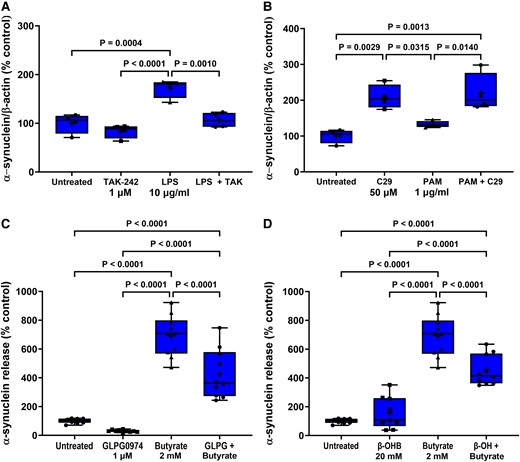 Antagonists prevent agonist-induced STC-1 cell α-synuclein release. Antagonists selective for TLR4, TLR2, FFA2 and FFA3 receptors significantly reduced the effect of 24 h treatment of STC-1 cells with their respective agonists on α-synuclein release. (A) TAK-242 (1 μM) reduced the LPS-induced increase in α-synuclein release. (B) C29 (50 μM) alone increased α-synuclein release and was unaffected by PAM. (C) GLPG0974 (1 μM) reduced the butyrate-induced increase in α-synuclein release. (D) β-hydroxybutyrate (20 mM) reduced the butyrate-induced increase in α-synuclein release. Each data point represents analysis of an aliquot of medium taken from a well of a 12-well cell culture plate expressed as fold change of α-synuclein compared with untreated cells. Data are presented as box (25th and 75th percentiles) and whisker (5th and 95th percentiles), median (line) and mean (+) with all data points shown and were analysed by one-way ANOVA and post hoc Tukey’s multiple comparison test.