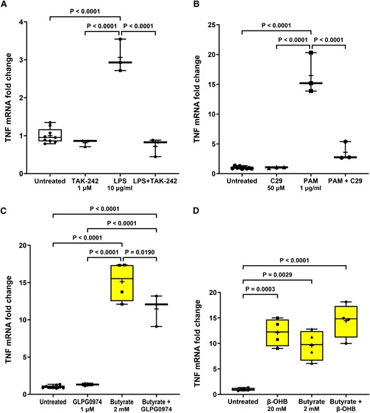 TLR and FFA2/3 antagonists prevent agonist-induced TNF transcription in STC-1 cells. Pre-treatment for 1 h with (A) TAK-242 (1 µM) significantly reduced the LPS-induced increase in TNF mRNA, (B) C29 (50 µM) significantly reduced the PAM-induced increase in TNF mRNA, (C) GLPG0974 (1 µM) significantly reduced the butyrate-induced increase in TNF mRNA, and (D) β-hydroxybutyrate (β-OHB) (20 mM) had no effect on the butyrate-induced increase in TNF mRNA. Data are presented as box (25th and 75th percentiles) and whisker (5th and 95th percentiles), median (line) and mean (+) with all data points shown. Each data point represents triplicate or duplicate analysis of total RNA extracted from a well of a 12-well cell culture plate expressed as fold change of TNF mRNA compared with untreated cells normalized to β-actin using the 2−ΔΔCT method. Data were analysed by one-way ANOVA and post hoc Tukey’s multiple comparison test.
