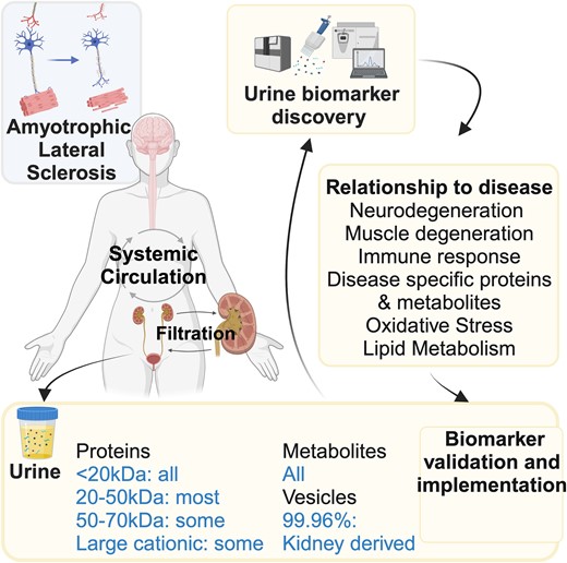 Graphical Abstract