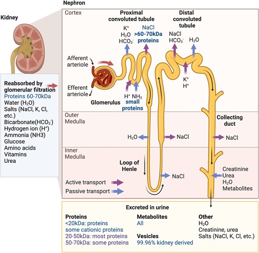 Urinary biomarkers for ALS derived from normal kidney function. Urine is a rich source of candidate ALS biomarkers, whose solute content is determined by the size and charge of components passing through the nephrons. The functional unit of the kidney is the nephron that consists of the glomerulus, which filters blood, and the renal tubule, which reabsorbs necessary components back into the blood. These components include salts like sodium chloride (NaCl), potassium (K+) and chloride (Cl−) ions. Hydrogen (H+), ammonia (NH3+) and bicarbonate (HCO3−) are among other ions that are reabsorbed, alongside glucose, amino acids, vitamins and urea. All the blood metabolites and proteins less than 20 kDa in size pass through the nephron and into the urine. Most proteins of 20–50 kDa size are excreted, while only some 50–70 kDa proteins, especially cationic proteins, are excreted. Most proteins larger than 60–70 kDa are actively transported back into blood at the proximal convoluted tubule. Levels of other urinary components such as salts and urea are determined by their active and passive transport along the tubule, while most vesicles found in urine are derived from the urogenital system.