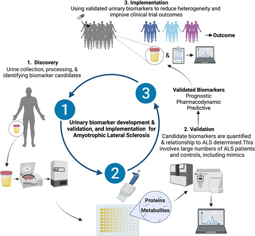 Urinary biomarker development and implementation for ALS. The urinary biomarker development includes discovery, validation and utilization. Urine samples are collected from people with ALS and controls for discovery-type experiments. Biomarkers are isolated, measured and compared with clinical characteristics and pathology to determine if a possible candidate biomarker. The biomarkers are then validated across larger cohorts of ALS and controls, including mimic diseases. Validated prognostic, pharmacodynamic and predictive biomarkers can then be utilized to reduce heterogeneity and determine efficacy in clinical trials and determine outcomes (drug was a success or not).