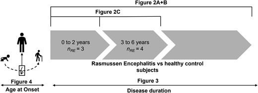 Statistical comparisons. Figure 2A and B compare all individuals with Rasmussen’s encephalitis and all healthy control subjects. Figure 2C shows the comparison between sub-groups of individuals with RE between 0 to 2 years, and 3 to 6 years after the onset of the disease and control subjects. Figure 3 shows a linear regression within the RE group as a function of disease duration, while Fig. 4 shows a linear regression as a function of age at disease onset.