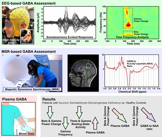 Graphical abstract