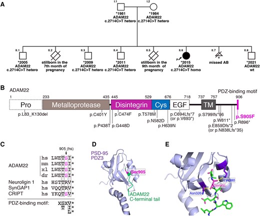 Genetic study and structural correlates of the ADAM22 c.2714C > T variant. (A) Pedigree of the family and segregation analysis of the ADAM22 c.2714C > T variant. (B) Domain organization of ADAM22 and location of all reported pathogenic ADAM22 variants. The p.S905F variant is located in the PDZ-binding motif at the C-terminus (magenta stick). Pro, prodomain; Cys, cysteine-rich domain; EGF, EGF-like domain; TM, transmembrane domain. Note that the ADAM22 has no metalloprotease activity. (C) Cross-species sequence alignment of the PDZ-binding motif of ADAM22. hs, Homo sapiens; mm, Mus musculus; xl, Xenopus laevis; dr, Danio rerio. The PDZ-biding motifs of neuroligin 1, SynGAP1 and CRIPT that bind to the 3rd PDZ domain of PSD-95 (PDZ3) are aligned. (D and E) Structure of the complex of the ADAM22 PDZ-binding motif (green) and PSD-95-PDZ3 (purple) (D). Close-up view of the interface between the ADAM22 C-terminal tail and PSD-95-PDZ3 (E). The magenta indicates the position of the Ser905 residue. The yellow dotted lines represent hydrogen bonds between ADAM22 Ser905 residue and PSD-95-PDZ3 domain. PDB accession code, 7CQF.