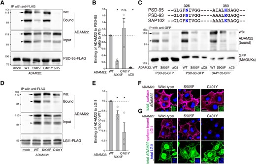 Functional studies of the ADAM22 protein with S905F variant. (A and B) The interaction of ADAM22 S905F with PSD-95 is significantly reduced. Indicated cDNAs for ADAM22 variants and PSD-95–FLAG were co-transfected into HEK293T cells and PSD-95–FLAG was immunoprecipitated (IP). ADAM22 and PSD-95 were detected by western blotting (WB). ADAM22ΔC5, lacking the C-terminal PDZ-binding motif, is used as a control.8 Arrows and arrowheads indicate the positions of immature and mature forms of ADAM22, respectively. The immature form of ADAM22 is often observed in overexpressed cells. P values were determined by Kruskal–Wallis with post hoc Steel test. *P < 0.05; n.s., not significant; n = 3 experiments. Results are shown as means ± SE. WT, wild-type. See Supplementary material for uncropped blots for A. (C) The S905F variant reduces the binding of ADAM22 to MAGUK proteins including PSD-95, PSD-93 and SAP102 in HEK293T cells. Conserved Asn and Lys residues are shown in blue. (D and E) ADAM22 S905F binds to LGI1. ADAM22 C401Y is used as a control, which shows the reduced binding to LGI1.7,14 P values are determined by Kruskal–Wallis with post hoc Steel test. *P < 0.05; n = 3 experiments. Results are shown as means ± SE. Immature ADAM22 (arrows) seems to non-specifically bind to LGI1 under the overexpressed conditions. In the brain, we do not detect such an immature form of ADAM22. See Supplementary material for uncropped blots for C and D. (F and G) ADAM22 S905F is expressed at the cell surface and binds to LGI1. Cell-surface-expressed ADAM22 (F, magenta) and cell-surface-bound LGI1 (G, magenta) were live-labelled. After fixation and permeabilization of the cells, expressed ADAM22 (total) was stained (green). Nuclear DNA was stained by Hoechst 33342 (F and upper panel in G, blue). ADAM22 S905F is expressed on the cell surface and binds to LGI1 as the wild-type. When ADAM22 C401Y is expressed, no cell-surface-bound LGI1 is detected. Regions outlined with white squares are total expression of ADAM22 (F) and LGI1–FLAG (lower panel in G, blue). Bars: 20 μm.