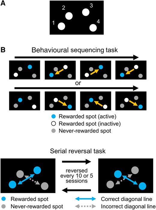 Behavioural experiment to assess cognitive flexibility using a touchscreen operant apparatus. (A) Position of spots. Mice are to choose one of four spots by nose poking into a hole positioned in front of a spot. All spots were lighting white during selection trials. (B) Diagram of behavioural sequencing task. Mice obtained a reward only by alternately choosing an active rewarded spot. When mice choose an active rewarded spot, the spot became an ‘inactive rewarded spot’. Choosing a never-rewarded spot was counted as an ‘error’. Mice had to learn a sequence of shuttling behaviours between two rewarded spots positioned diagonally. (C) Serial reversal learning of the behavioural sequencing task. The assignation of the two rewarded and never-rewarded spots was changed every 5 or 10 sessions. Alternative selection between the rewarded spots on the correct diagonal line was counted as a ‘diagonal correct’, and the alternative selection between the never-rewarded spots on the incorrect diagonal line was counted as a ‘diagonal error’.