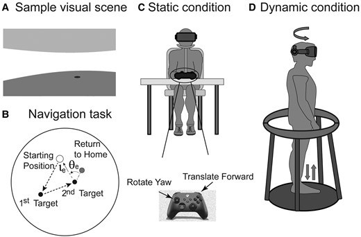Schematic representation of the VR navigation task. (A) Sample visual scene of a first-person view of the VR environment. (B) Navigation task demonstrating the complete triangle task and the calculation of the angular and linear error. (C) Static navigation task, head and body stationary, navigating with two buttons on the Xbox controller. (D) Dynamic navigation task, schematic showing subject turning in yaw and stepping in place.