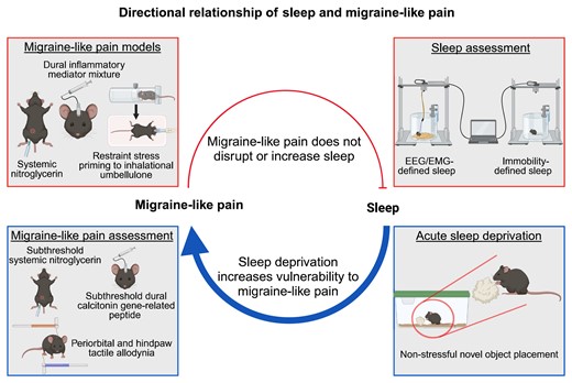 新しい研究で睡眠不足が片頭痛発作に関連(Poor sleep linked to migraine attacks in new UArizona Health Sciences study)