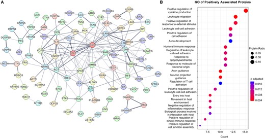 PPI and GO analysis of proteins positively associated with ePVS volume. (A) Interaction network between positively associated proteins. The proteins with most interactions (CCL2–24 edges, CXCL8–23 edges) are coloured in dark red. See Supplementary Table 1 for protein abbreviation list. (B) Dot plot presenting the result of BP GO analysis for the all the positively associated proteins. Intensity of edges in the interaction plots denotes confidence. Proteins with no interactions are not shown. For the GO analyses, only significant terms (adjusted P-value < 0.05) were included. Protein ratio is defined as the count of proteins in the term to the total number of proteins analysed. BP, biological process; GO, gene ontology.