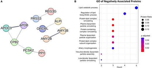 PPI and GO analysis of proteins negatively associated with ePVS volume. (A) PPI between negatively associated proteins. See Supplementary Table 2 for protein abbreviation list. (B) Dot plot presenting the results of BP GO analysis for the all the negatively associated proteins. Intensity of edges in the interaction plots denotes confidence. Proteins with no interactions are not shown. For the GO analyses, only significant terms (adjusted P-value < 0.05) were included. Protein ratio is defined as the count of proteins in the term to the total number of proteins analysed. BP, biological process; GO, gene ontology.
