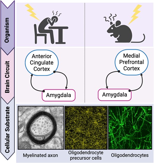 Graphical abstract