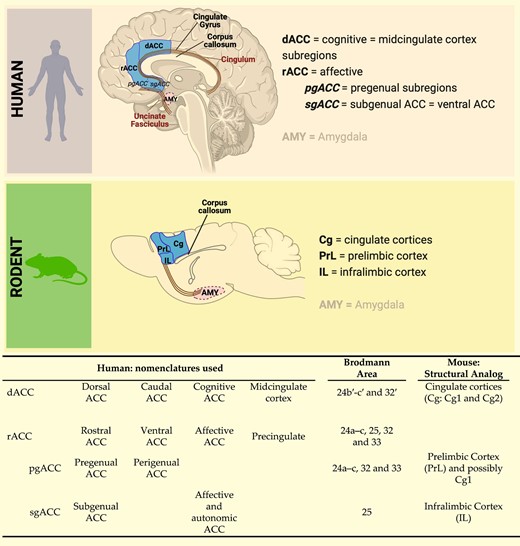 Comparative anatomy of human anterior cingulate cortex and rodent medial prefrontal cortex. The dACC is considered the cognitive area of the cingulate cortex and shows cytoarchitectural analogies with the cingulate Cortices 1 and 2 in rodents. The rostral anterior cingulate cortex, including the perigenual (rACC-pgACC) and the subgenual (rACC-sgACC) anterior cingulate cortex, is considered the affective and autonomic region of the anterior cingulate cortex and shows cytoarchitectural and connectivity analogies with the PrL and IL cortices in rodents (see also71-73). The illustration was created with Biorender (https://www.biorender.com).