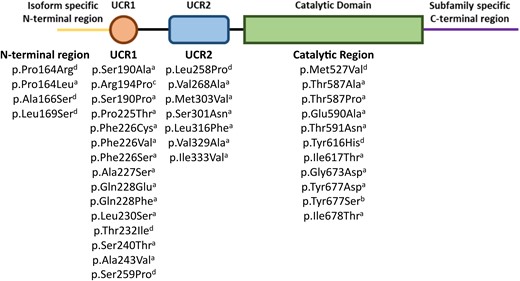 The location of known iPPSD5 disease-causing mutations in the long form of phosphodiesterase 4D (PDE4D). aDenotes mutations first summarized by Michot et al.,11 bidentifies the mutation described by Zhan et al.,83 cidentifies the mutation described by Petraityte et al.84 and ddenotes mutations first described by Ertl et al.36 UCR1 and 2, upstream conserved regions.